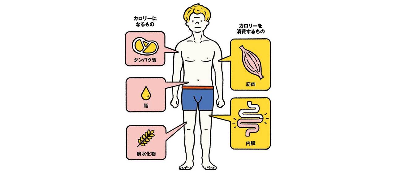 カロリーを消費するものとカロリーになるもの