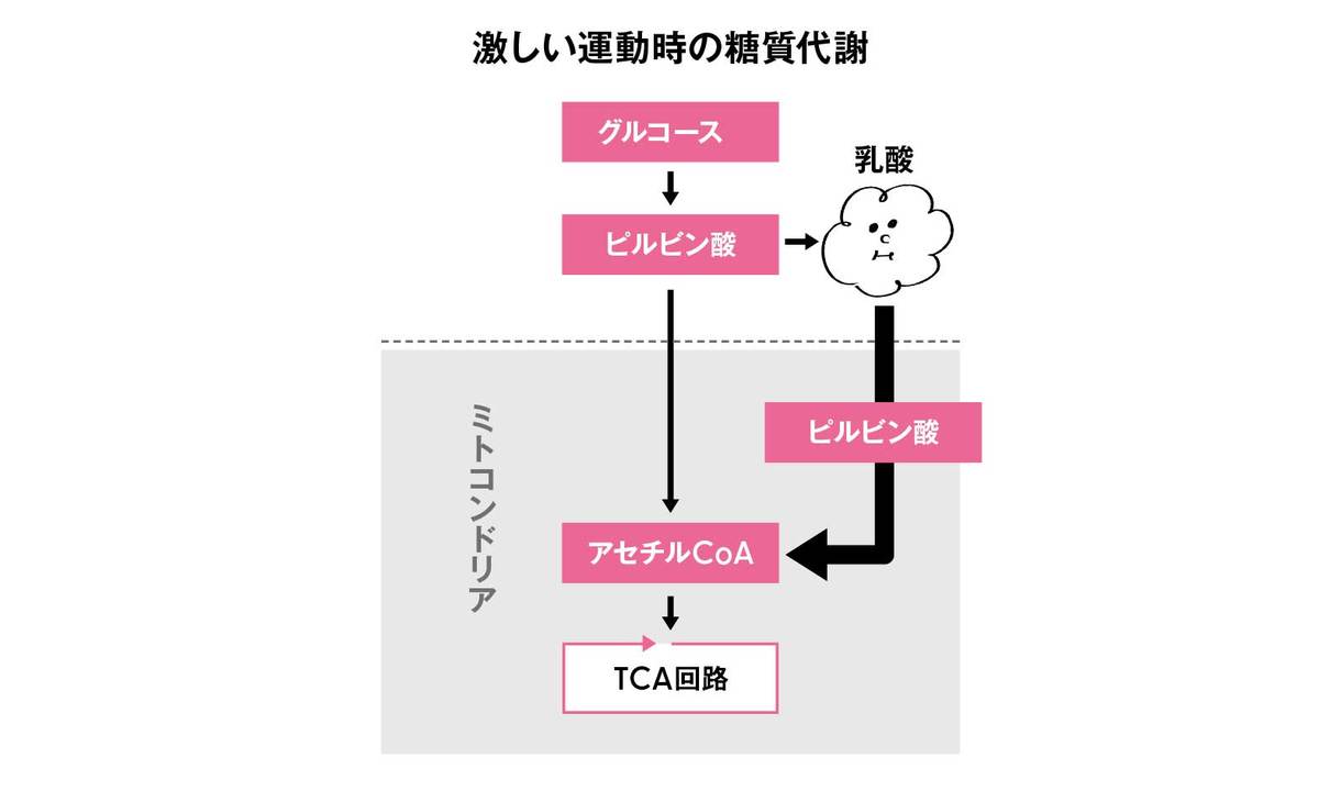 激しい運動時の糖質代謝