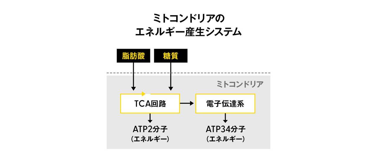 ミトコンドリアのエネルギー産生システム