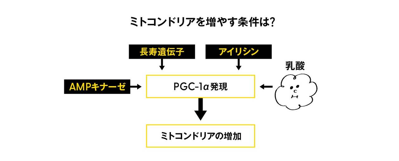 ミトコンドリアを増やす条件