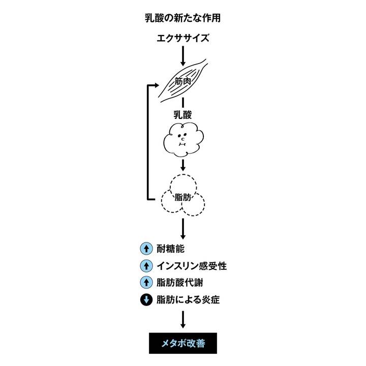 乳酸の新たな作用