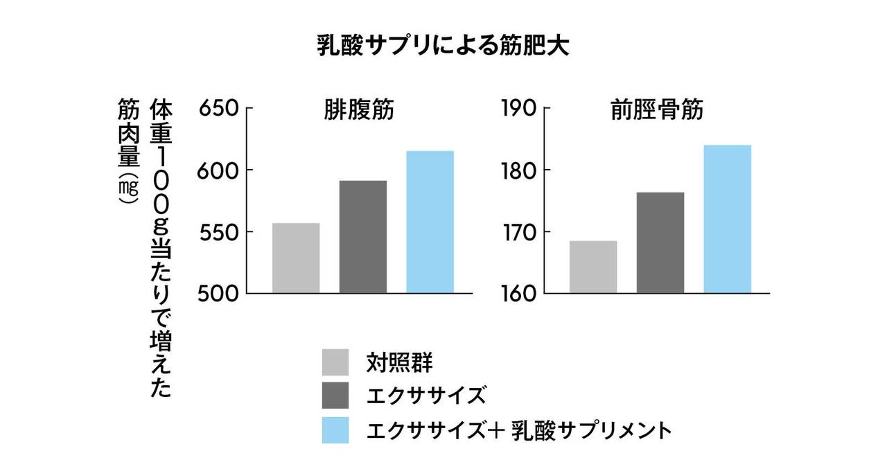 乳酸サプリによる筋肥大