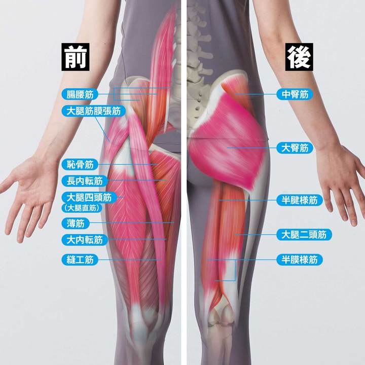 股関節の機能を担う筋肉