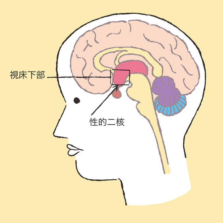 性的二型核の図説