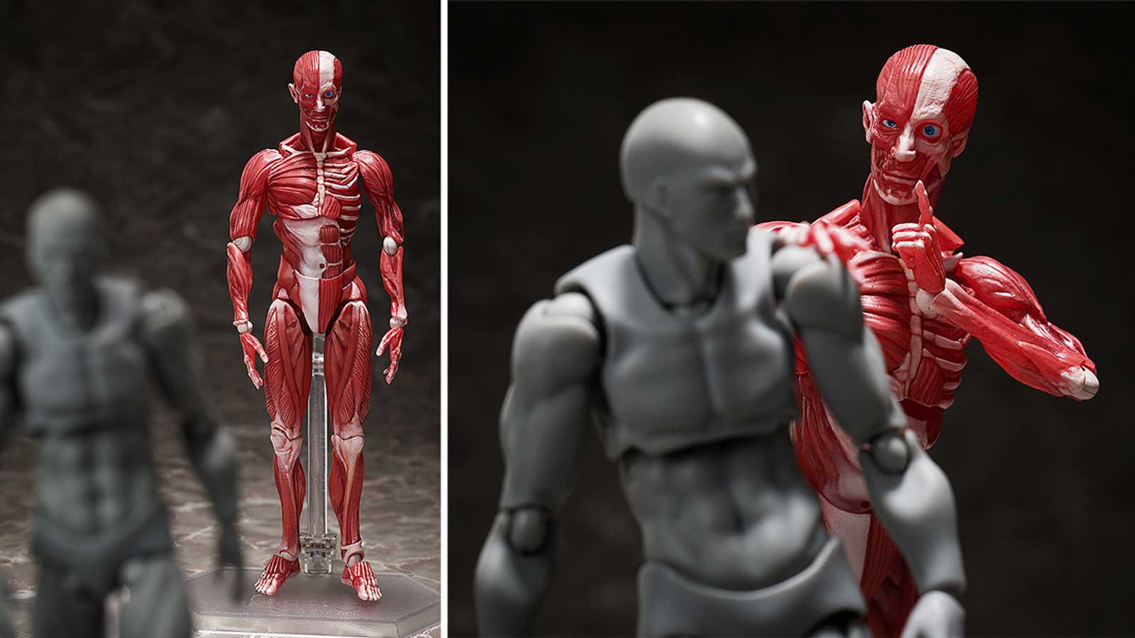 手のひらの筋肉図鑑 人体模型フィギュア Figma 人体模型 Tarzan Web ターザンウェブ