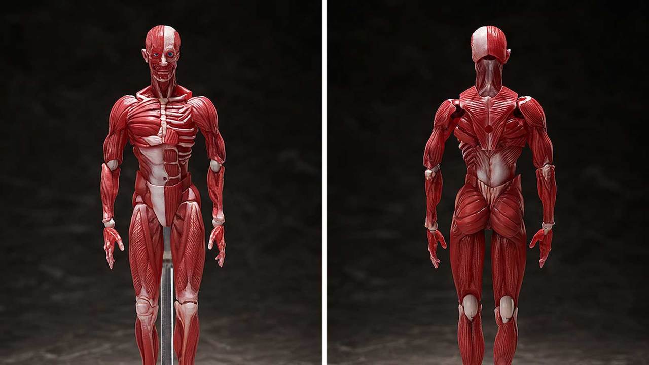《figma 人体模型》の写真