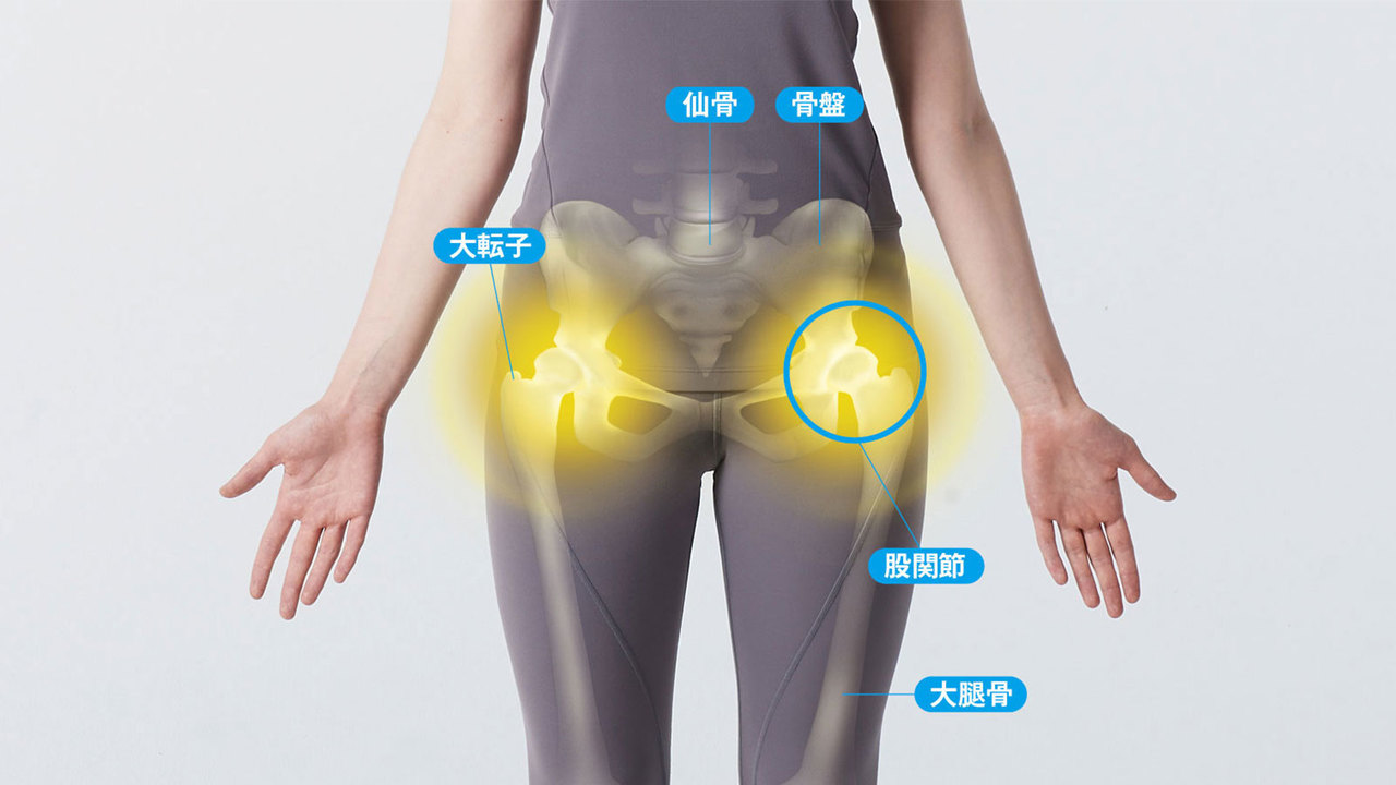 股関節周辺の骨格