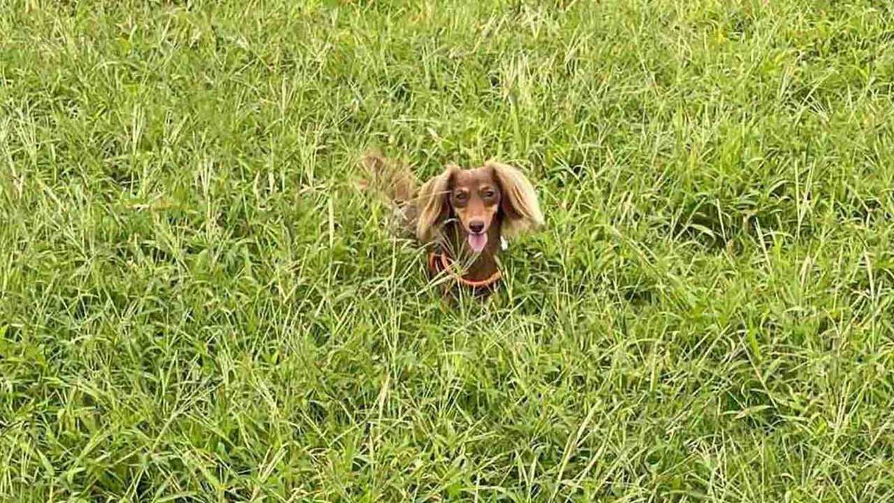 芝生と犬
